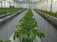 tomato_teisyoku-200x150