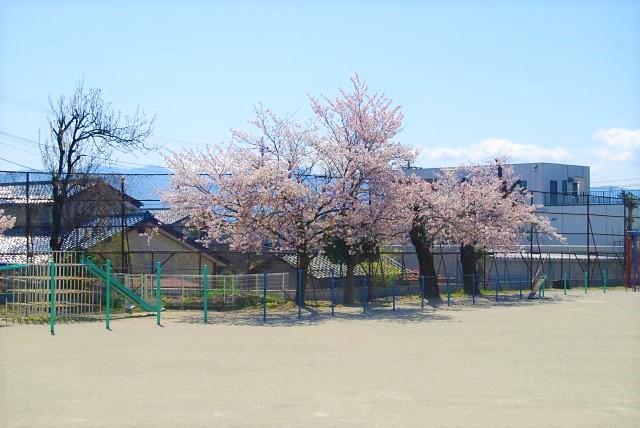 校庭の桜
